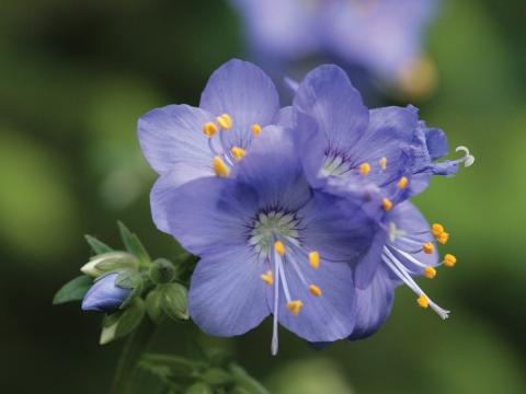 shade plant image