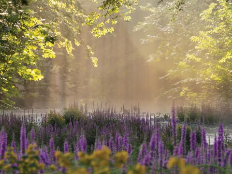 Image of woods and flowers