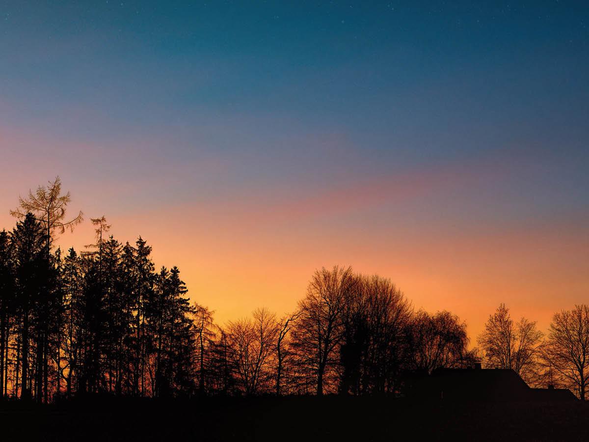 Trees in sunset image