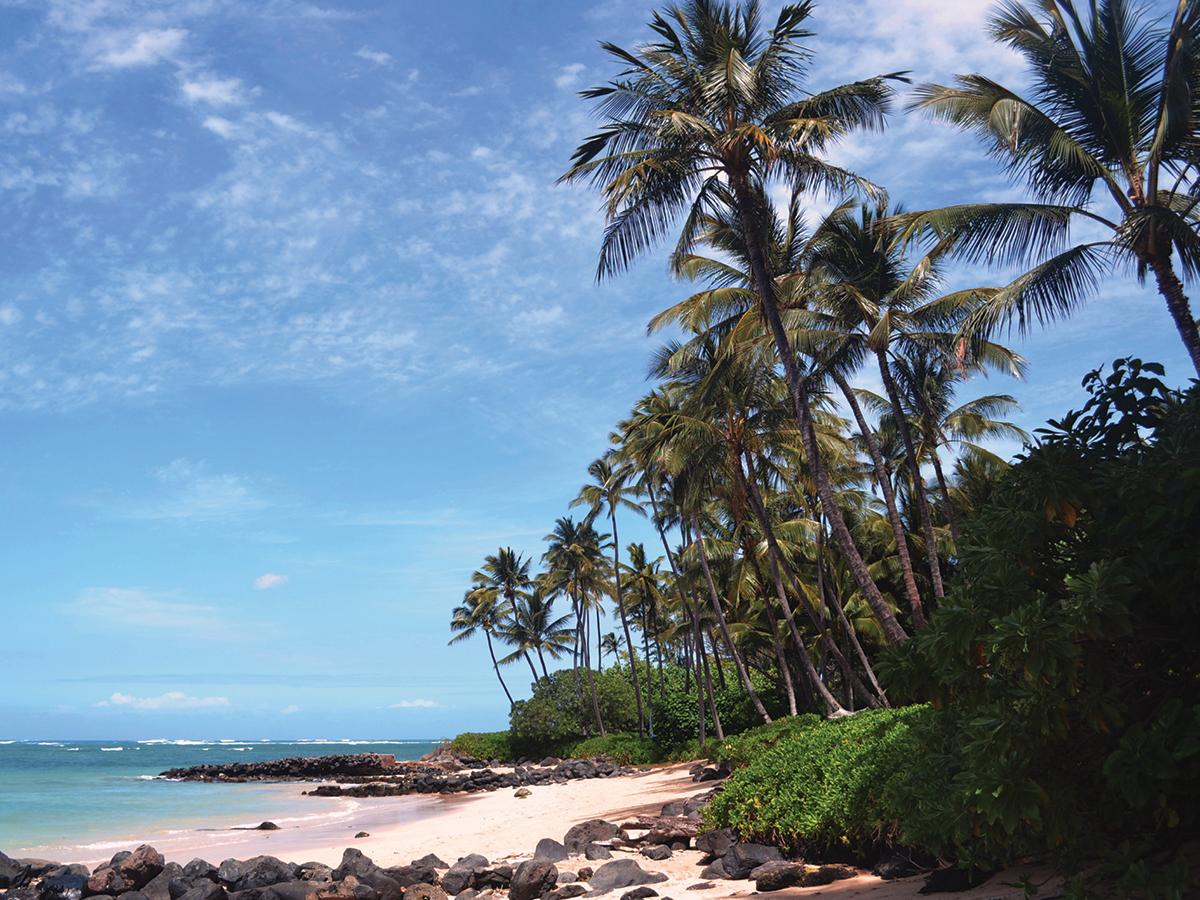 rocky beach with palm trees