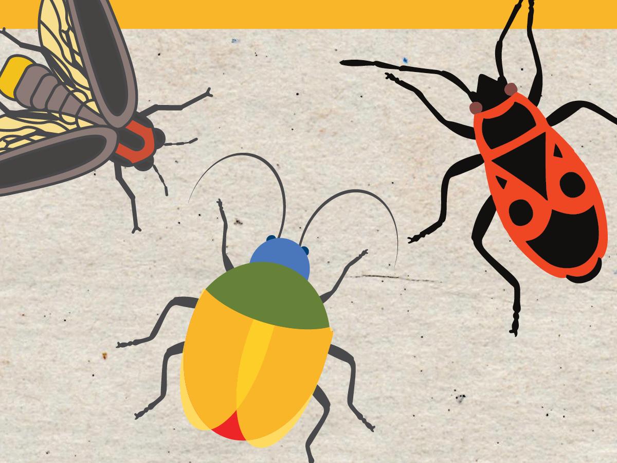 Image of colorful bugs